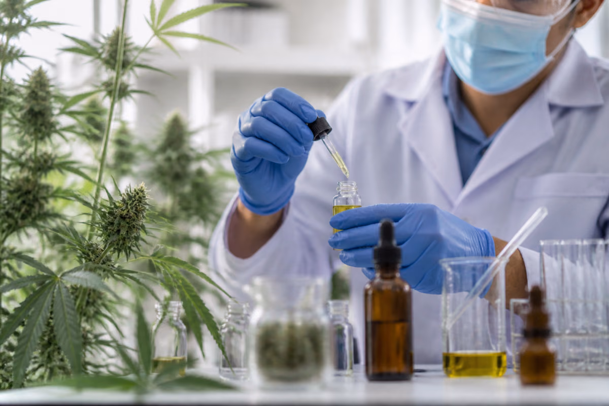 Wissenschaftler im Labor füllt mit einer Pipette Cannabisöl in ein Fläschchen neben blühenden Cannabispflanzen