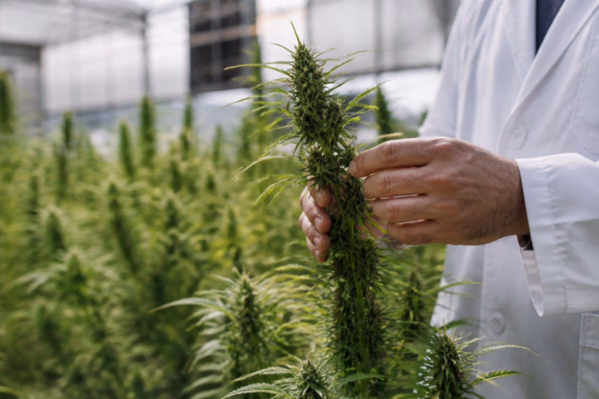 Hand eines Wissenschaftlers im weißen Kittel untersucht eine Cannabisblüte in einem Gewächshaus